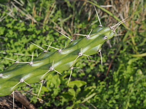 Harrisia martinii, photograph 6