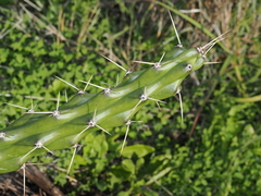 Harrisia martinii, photograph (c) Thomas Mesaglio, some rights reserved (CC BY)