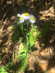 Erigeron pulchellus