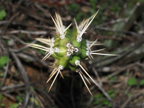 Harrisia martinii, photograph 3