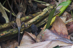 Stenocercus fimbriatus