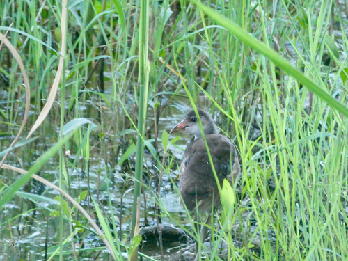 Eurasian Moorhen