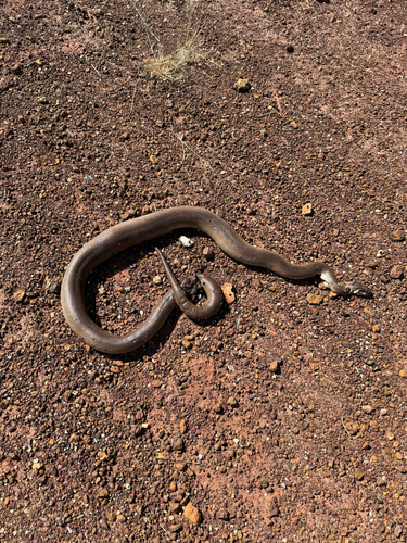 Olive Python