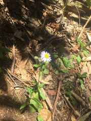 Erigeron pulchellus