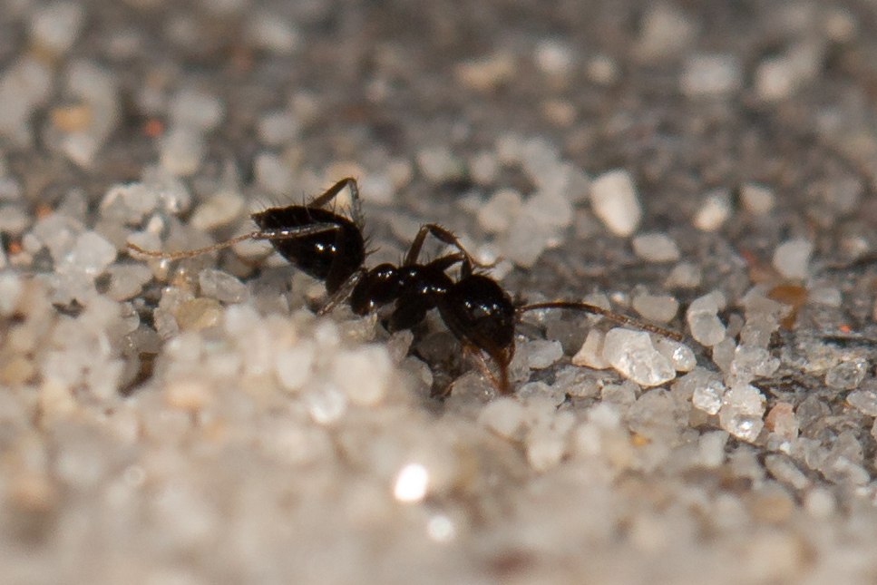 Nylanderia obscura