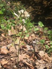 Cardamine diphylla