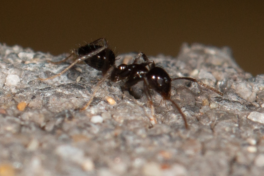 Nylanderia obscura