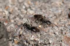 Technomyrmex albipes