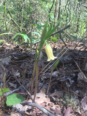 Uvularia puberula