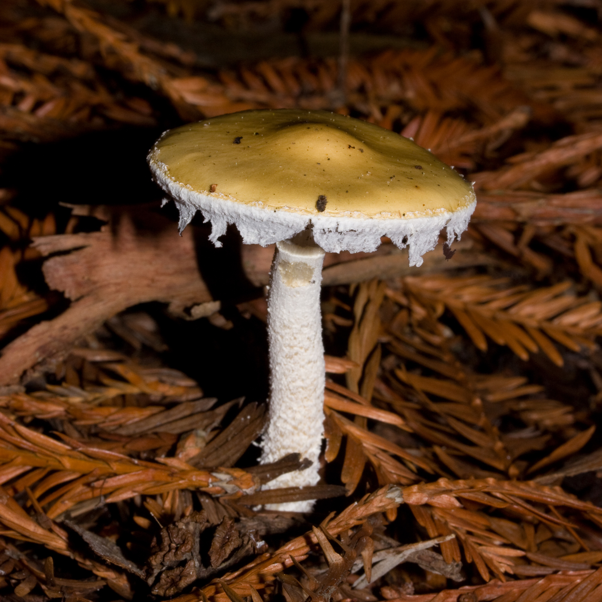 Stropharia ambigua image