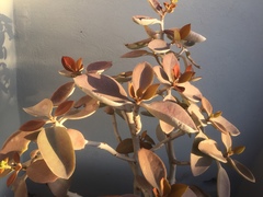Kalanchoe orgyalis