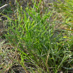 Baccharis articulata