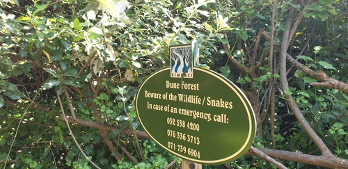 Green Mamba, Dendroaspis angusticeps