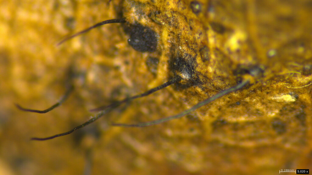 Gnomonia megalocarpa