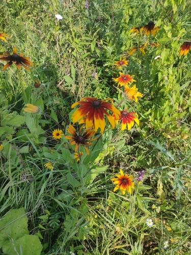 black-eyed Susan