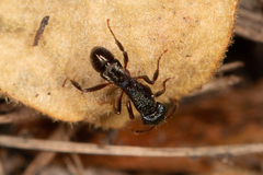 Rhytidoponera victoriae