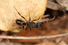 Rhytidoponera victoriae