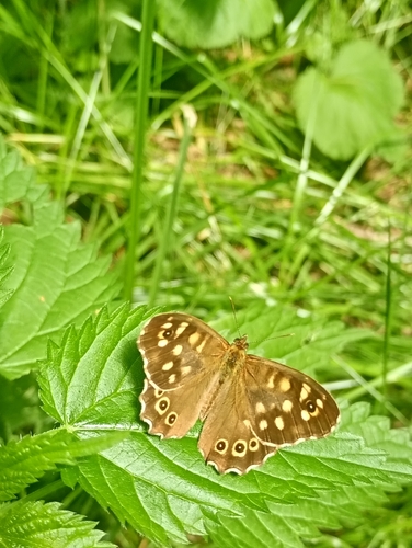 Speckled Wood