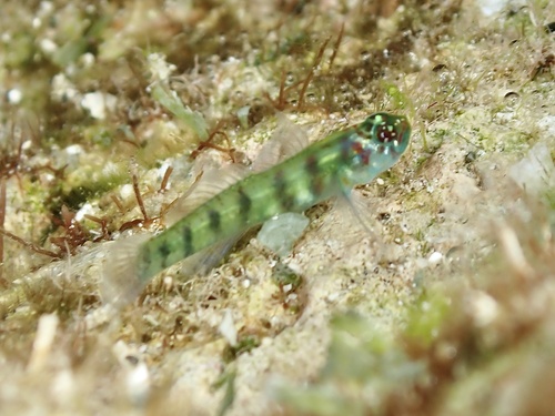 Saipan dwarfgoby (Eviota saipanensis) — Gobiidae — 3