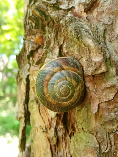 Turkish Snail