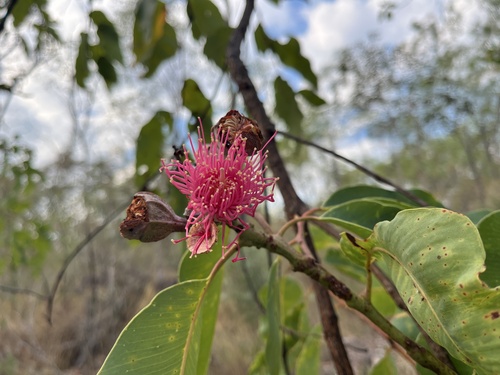 Corymbia ptychocarpa