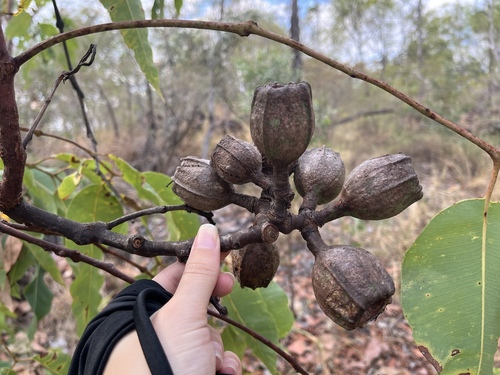 Corymbia ptychocarpa