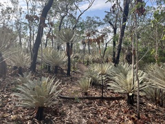 Cycas calcicola