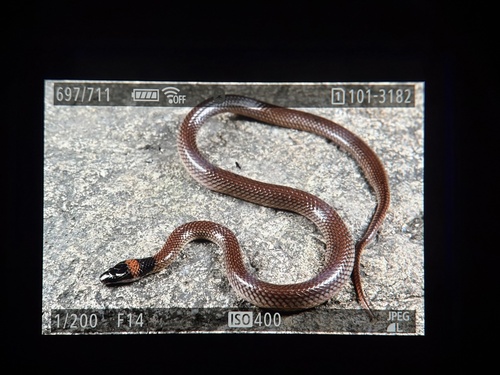 Red-naped Snake