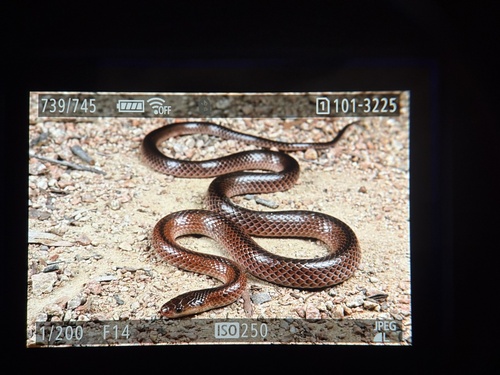 Black-striped Snake
