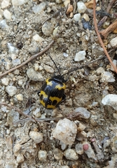 Gallerucida bifasciata