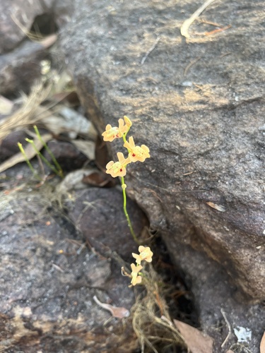 Utricularia fulva