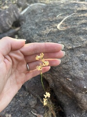 (c) Donna Belder, some rights reserved (CC BY) Utricularia fulva, photograph (c) Donna Belder, some rights reserved (CC BY)
