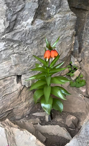 Fritillaria imperialis