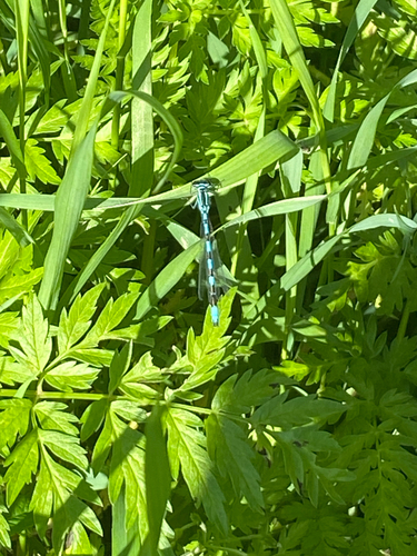 Spearhead bluet