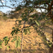 Acacia oliveri