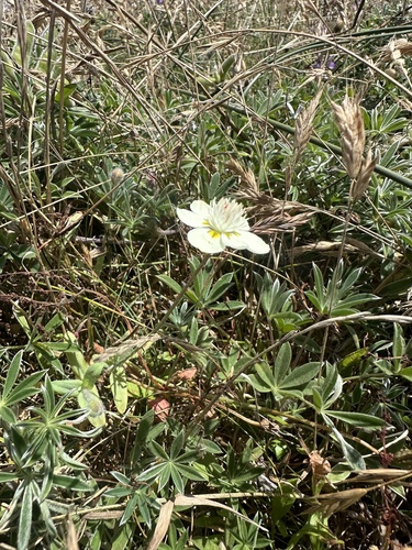 Platystemon californicus, photograph 2