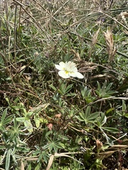 author not stated, no rights reserved Platystemon californicus, photograph author not stated, no rights reserved