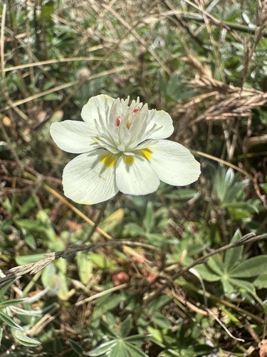 Platystemon californicus, photograph 1