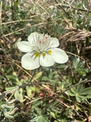 Platystemon californicus