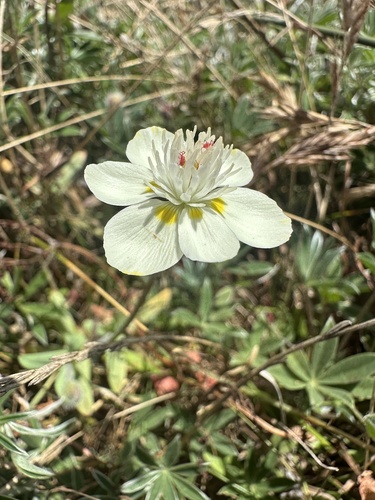 Platystemon californicus, photograph 3