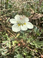author not stated, no rights reserved Platystemon californicus, photograph author not stated, no rights reserved