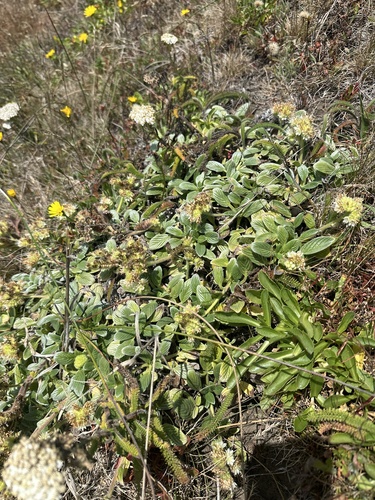 Phacelia argentea, photograph 2