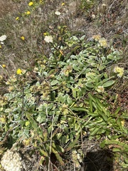 author not stated, no rights reserved Phacelia argentea, photograph author not stated, no rights reserved