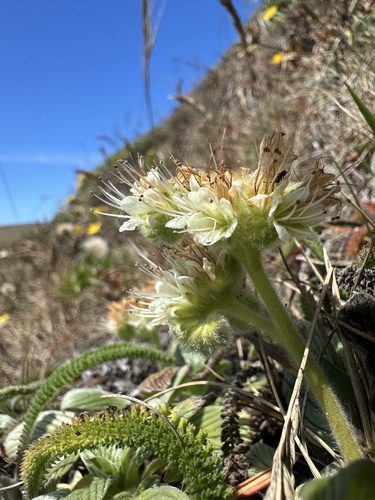 Phacelia argentea, photograph 1
