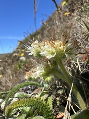 Phacelia argentea