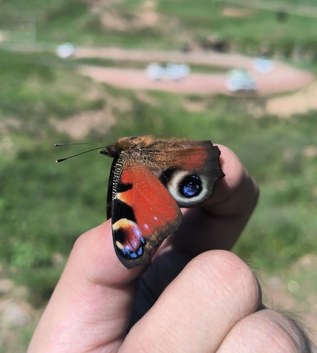 European Peacock Butterfly