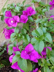 Bougainvillea
