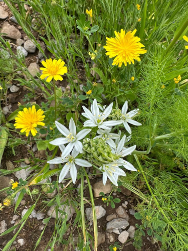 Ornithogalum narbonense, photograph 1