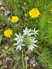 Ornithogalum narbonense