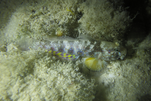 Gnatholepis ophthalmotaenia observed 2026-07-15